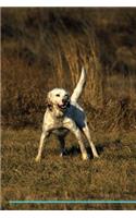 English Setter Affirmations Workbook English Setter Presents: Positive and Loving Affirmations Workbook. Includes: Mentoring Questions, Guidance, Supporting You.