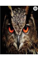 Notebook Kingdom Owl Series: Owl Notebook Notepad Journal Diary or Composition Book Lined 100 Pages 8.5x11 Owl Close Up