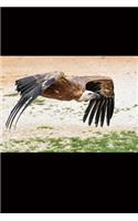 Griffon Vulture in Flight Journal: 150 page lined notebook/diary