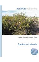 Banksia Scabrella