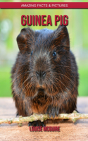 Guinea pig