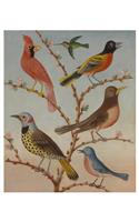 Thomas Coke Ruckle: Birds Notecard