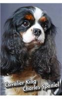 Cavalier King Charles Spaniel: 2020 Weekly Calendar 12 Months 107 pages 6 x 9 in. Planner Diary Organizer Agenda Appointment Half Spread Blank Pages