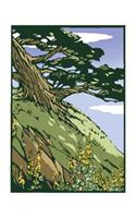 Coastal Cypress (Boxed)