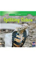 Spitting Cobra