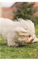 Coton de Tulear Notebook & Journal. Productivity Work Planner & Idea Notepad