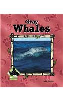 Gray Whales