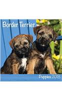 Border Terrier Puppies 2018 M (Mini Square)