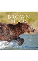 Brown Bears