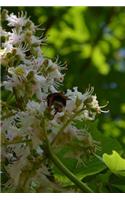 Chestnut Tree Blooming in Spring Journal: Take Notes, Write Down Memories in this 150 Page Lined Journal