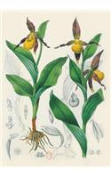 Carnet Ligné Orchidée Jaune, Dessin 19e Siècle