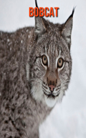 Bobcat