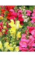 Snapdragon Gardening Journal: Journal measurements 8.5" x 11" (21.59cm x 27.94cm) 150 Ruled Pages