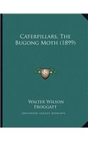 Caterpillars, The Bugong Moth (1899)