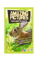 Amazing Pictures and Facts about Rabbits: The Most Amazing Fact Book for Kids about Rabbits