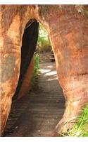 Tree in the Valley of Giants Walpole Western Australia Journal: 150 Page Lined Notebook/Diary