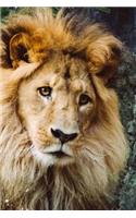 A Golden Male Lion Portrait Big Cat Journal: 150 Page Lined Notebook/Diary