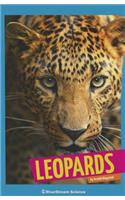 Leopards