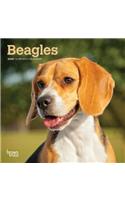 Beagles 2020 Mini 7x7