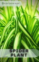 Spider Plant