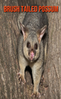 Brush Tailed Possum: Amazing Photos & Fun Facts Book About Brush Tailed Possum For Kids