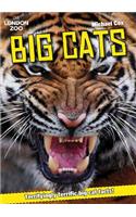 ZSL Big Cats