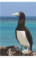 Brown Booby Bird Journal: 150 page lined notebook/diary