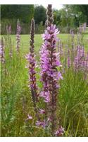 Pretty Purple Loosestrife Flowers Flora Journal: 150 Page Lined Notebook/Diary