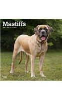 Mastiffs 2020 Square