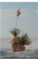 Soaptree Yucca Plants at White Sands National Monument New Mexico Journal