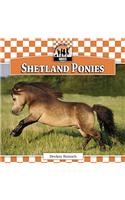 Shetland Ponies