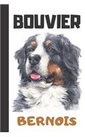 Bouvier Bernois