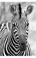 Curious Zebra Notebook