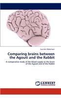 Comparing Brains Between the Agouti and the Rabbit