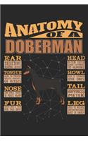 Anatomy Of A Doberman