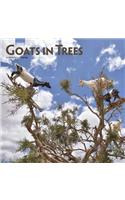 Goats in Trees 2019 Square Wall Calendar