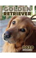 Golden Retriever 2020 Calendar