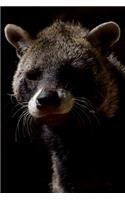 The Civet Journal - Nocturnal Carnivore Posing Just for You, Baby!: 150 Page Lined Notebook/Diary
