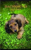 Dachshund Puppies Monthly Note Planner 2019 1 Year Calendar
