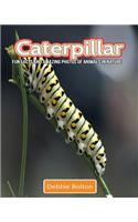 Caterpillar: Fun Facts and Amazing Photos of Animals in Nature