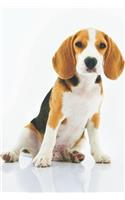 Notes: Lined Notebook 120 Pages (6 X 9 Inches) Ruled Writing Journal with an Adorable Purebred Beagle Puppy Cover