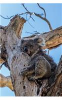 Taking a Power Nap: Koala in a Tree Australia Journal: 150 Page Lined Notebook/Diary