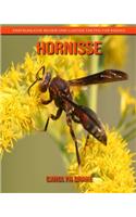 Hornisse