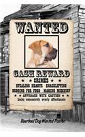 Boerboel Dog Wanted Poster