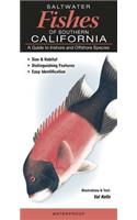 Saltwater Fishes of Southern California
