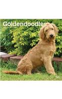 Goldendoodles 2020 Square