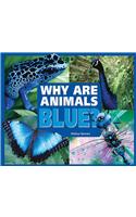 Why Are Animals Blue?