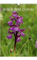 British Wild Orchids 2017