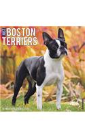 Just Boston Terriers 2020 Wall Calendar (Dog Breed Calendar)