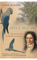 Spix's Macaw